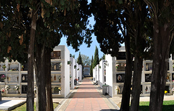 Entrada Cipreses Cementerio de San Juan Bautista